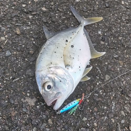 メッキの釣果
