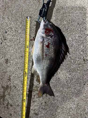 キビレの釣果