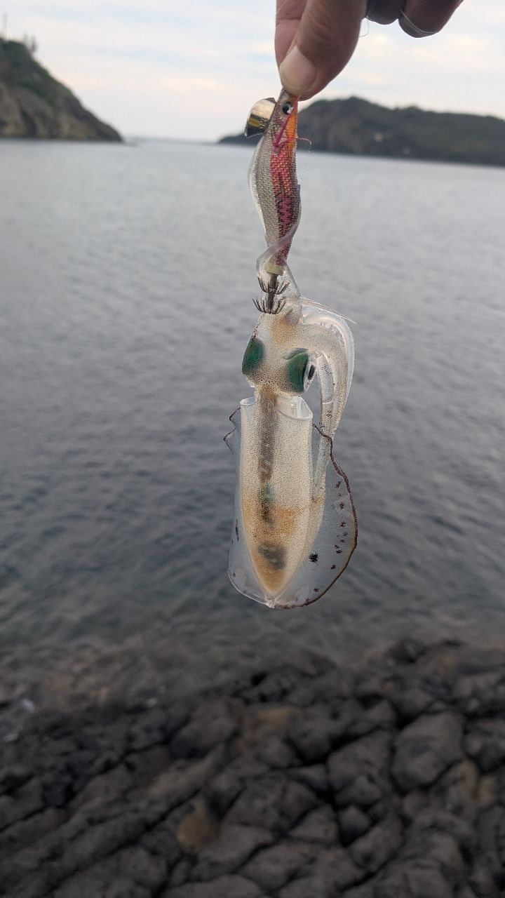 シマノ ロッド 21 セフィア XR S83L SHIMANO 21セフィア XR S83Lの最安値・インプレ・釣果 | 本音の