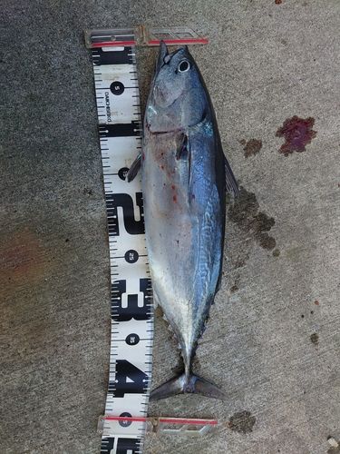 カツオの釣果