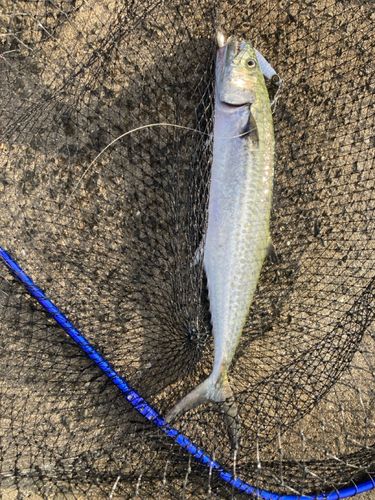 サゴシの釣果