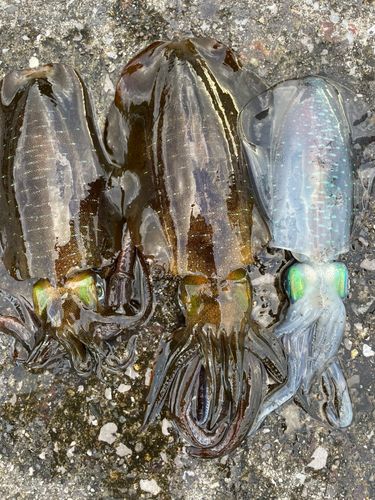 アオリイカの釣果