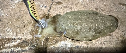 コウイカの釣果