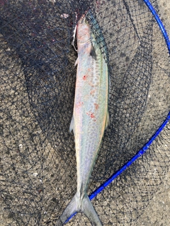 サゴシの釣果