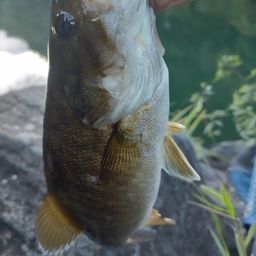 スモールマウスバス