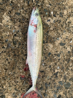 サゴシの釣果