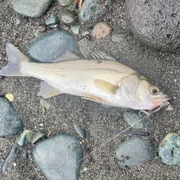 セイゴ（マルスズキ）