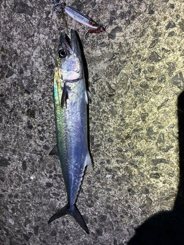 サゴシの釣果