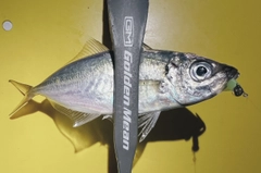 マアジの釣果