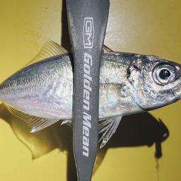 マアジ