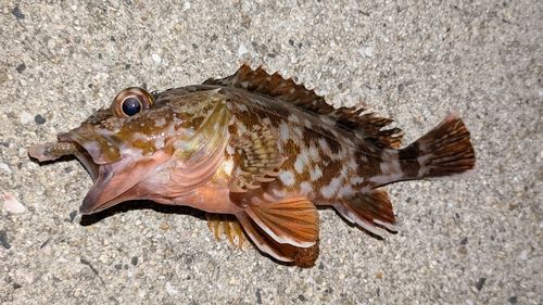 カサゴの釣果