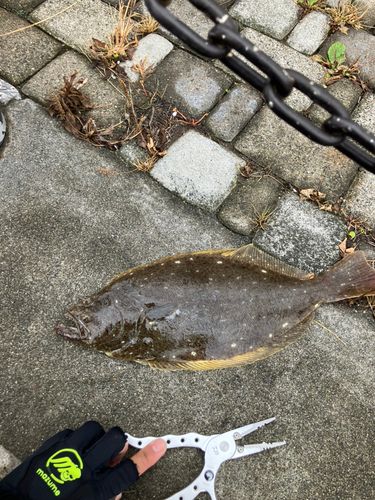 ヒラメの釣果