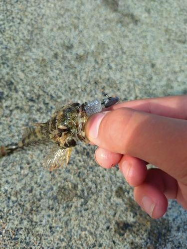アナハゼの釣果