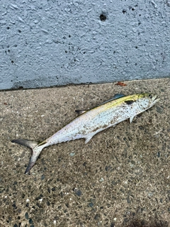サゴシの釣果