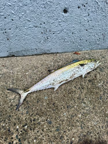 サゴシの釣果