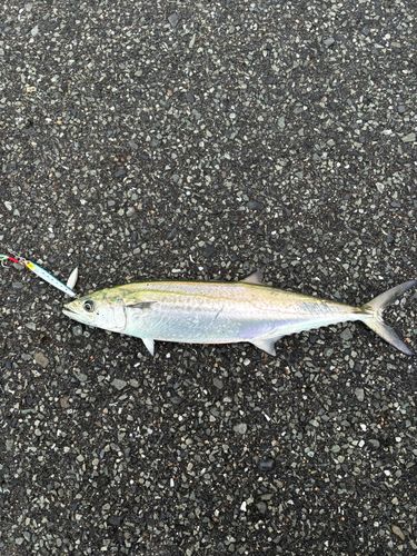 サゴシの釣果