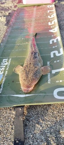 マゴチの釣果