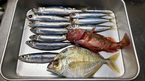 イワシの釣果