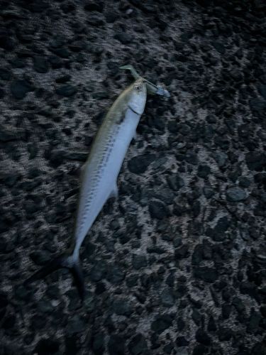 サゴシの釣果