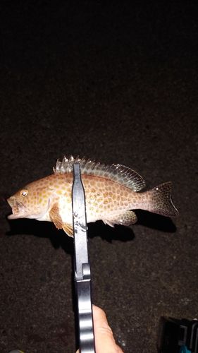 オオモンハタの釣果