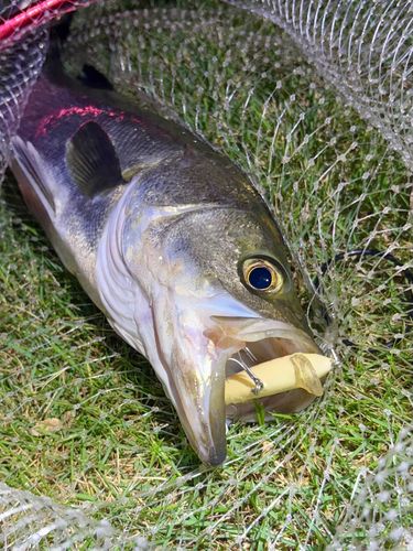 フッコ（マルスズキ）の釣果