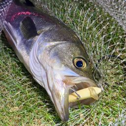 フッコ（マルスズキ）