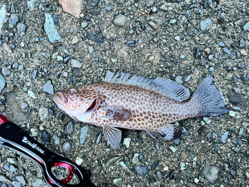 オオモンハタの釣果