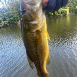 ラージマウスバス