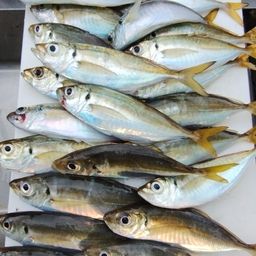 アジ