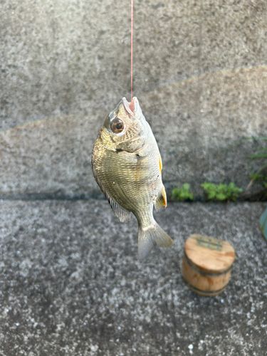 キビレの釣果