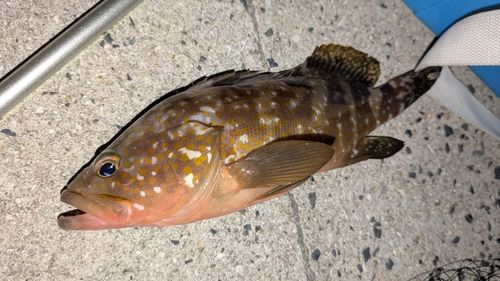 しまなみ海道