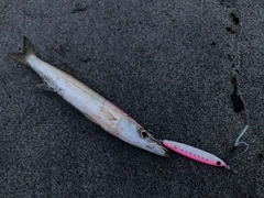 カマスの釣果