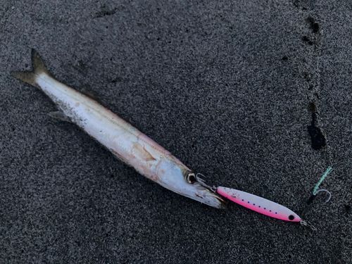 カマスの釣果