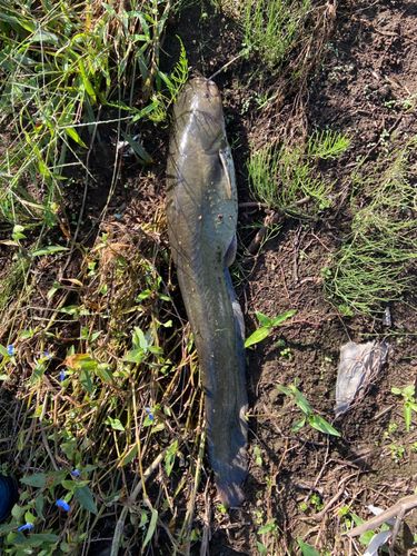 ナマズの釣果
