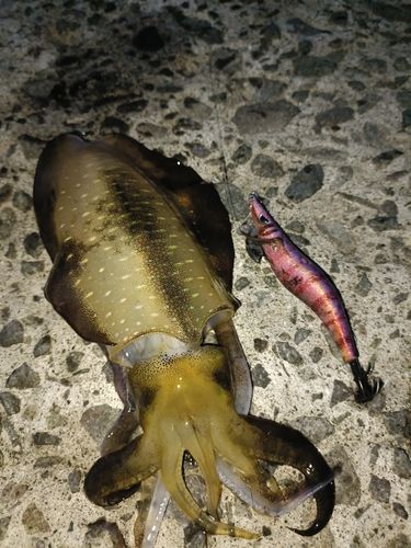 アオリイカの釣果
