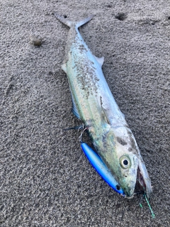 サゴシの釣果