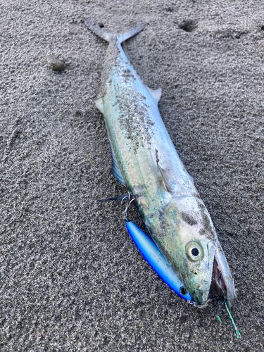 サゴシの釣果