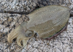 コウイカの釣果