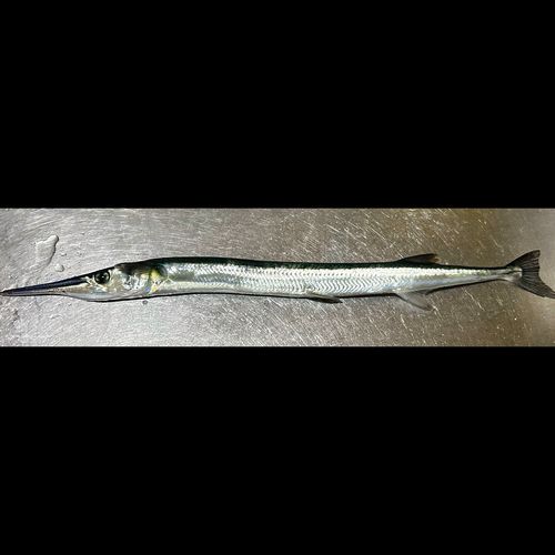 ダツの釣果