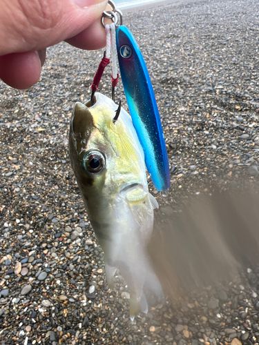伊良湖サーフ