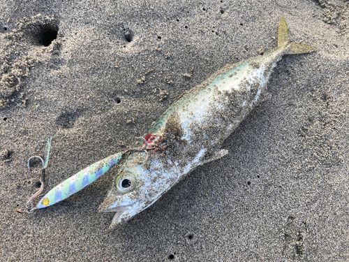 サバの釣果