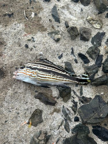 コロダイの釣果