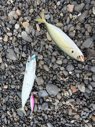 クサヤモロの釣果