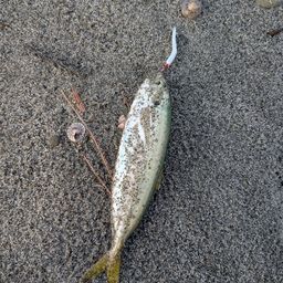 アジ