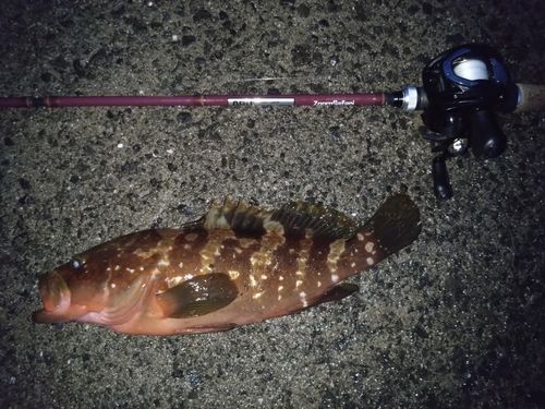 アコウの釣果