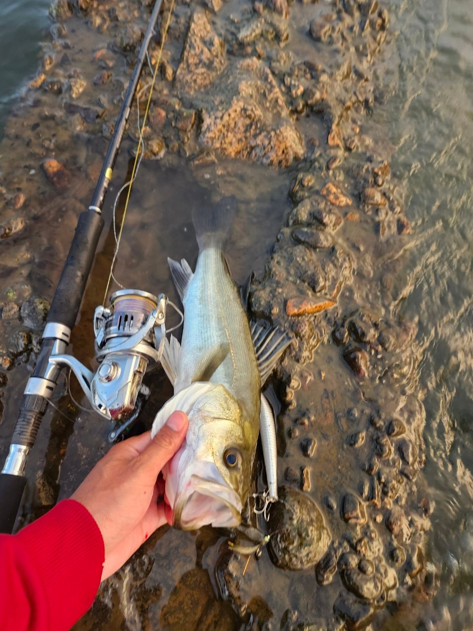 セイゴ（ヒラスズキ）