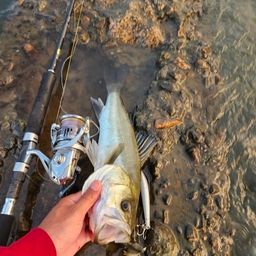 セイゴ（ヒラスズキ）