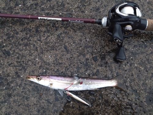 カマスの釣果