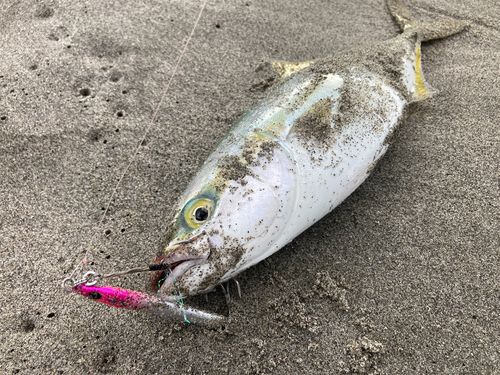 ワカシの釣果