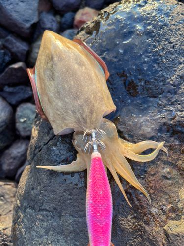 コウイカの釣果